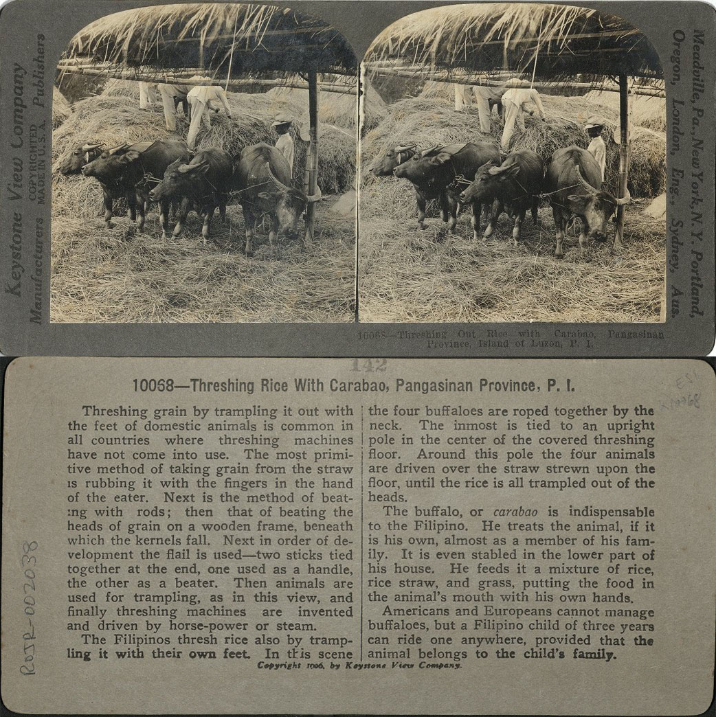 Threshing out Rice with Carabao, Pangasinan Province, Island of Luzon, P. I.